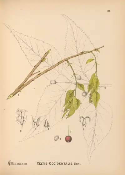 Medicinal Plants Pl.049 av Charles Frederick Millspaugh