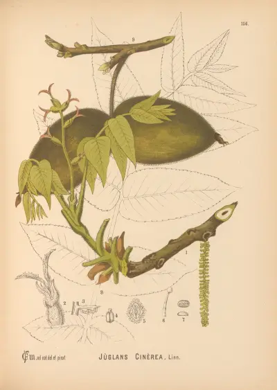 Medicinal Plants Pl.053 av Charles Frederick Millspaugh
