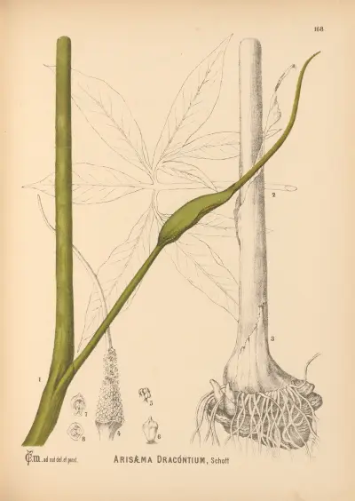 Medicinal Plants Pl.067 av Charles Frederick Millspaugh