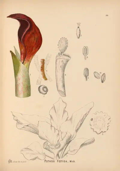 Medicinal Plants Pl.068 av Charles Frederick Millspaugh