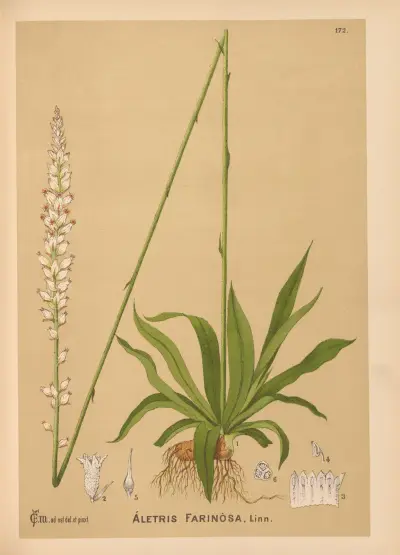 Medicinal Plants Pl.071 av Charles Frederick Millspaugh