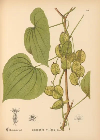 Medicinal Plants Pl.073 av Charles Frederick Millspaugh