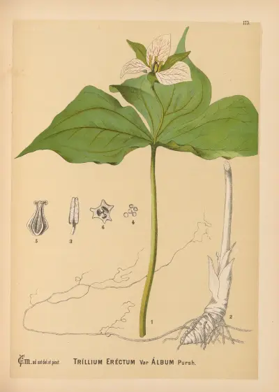 Medicinal Plants Pl.074 av Charles Frederick Millspaugh