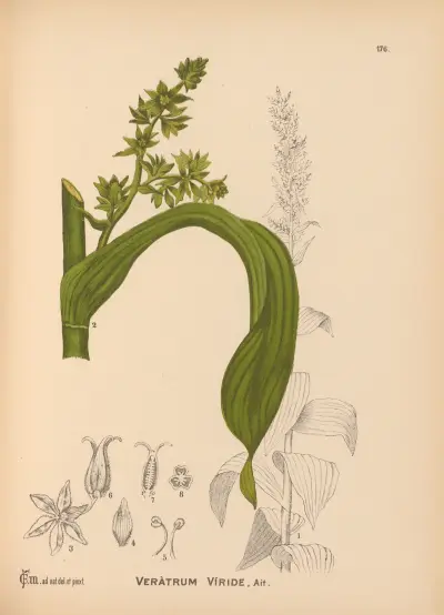 Medicinal Plants Pl.075 av Charles Frederick Millspaugh