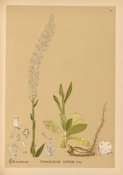 Medicinal Plants Pl.076 av Charles Frederick Millspaugh