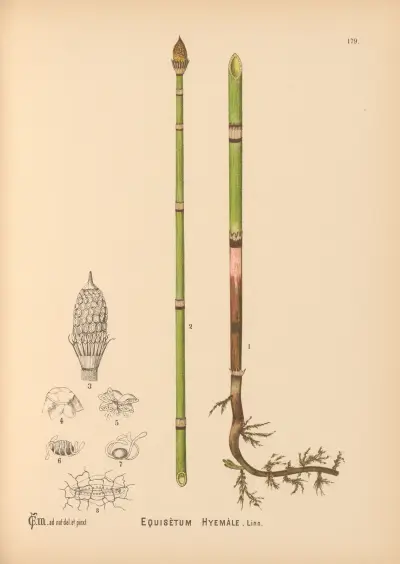 Medicinal Plants Pl.079 av Charles Frederick Millspaugh