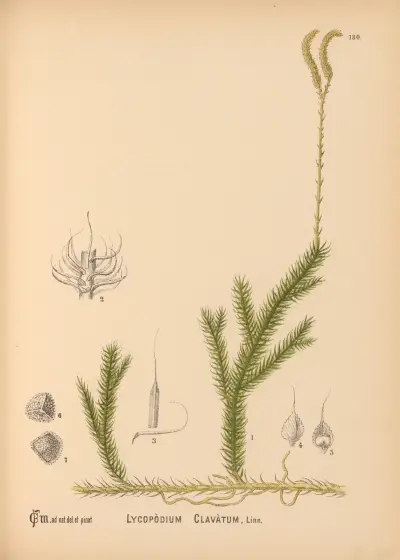 Medicinal Plants Pl.080 av Charles Frederick Millspaugh