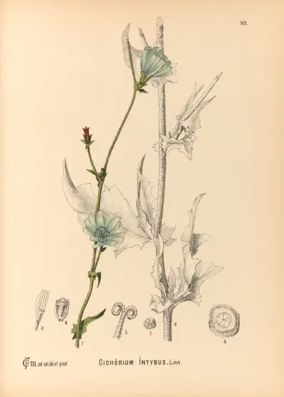 Medicinal Plants Pl.087 av Charles Frederick Millspaugh