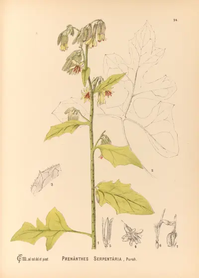 Medicinal Plants Pl.088 av Charles Frederick Millspaugh