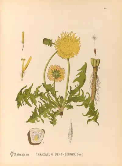 Medicinal Plants Pl.089 av Charles Frederick Millspaugh