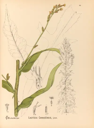 Medicinal Plants Pl.090 av Charles Frederick Millspaugh