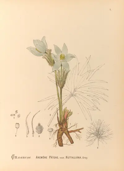 Medicinal Plants Pl.094 av Charles Frederick Millspaugh