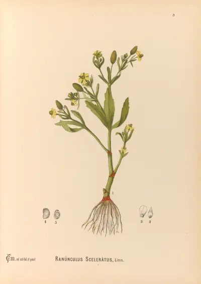 Medicinal Plants Pl.096 av Charles Frederick Millspaugh