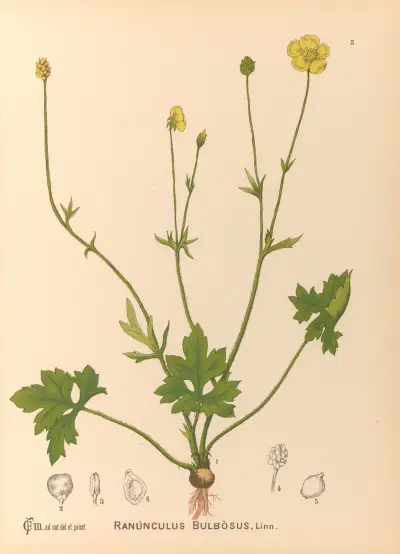 Medicinal Plants Pl.098 av Charles Frederick Millspaugh