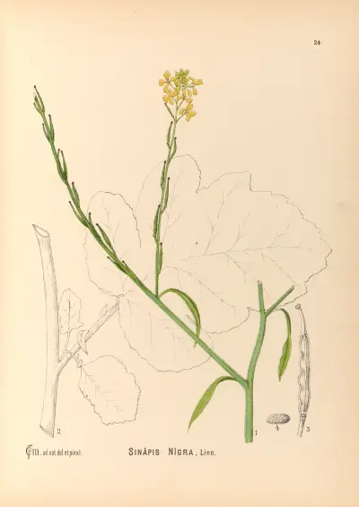 Medicinal Plants Pl.117 av Charles Frederick Millspaugh