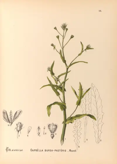 Medicinal Plants Pl.118 av Charles Frederick Millspaugh