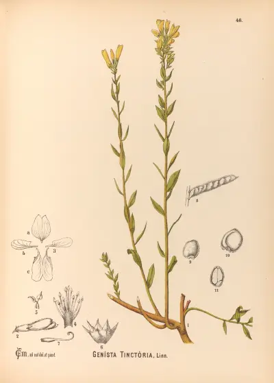 Medicinal Plants Pl.139 av Charles Frederick Millspaugh