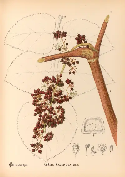 Medicinal Plants Pl.162 av Charles Frederick Millspaugh
