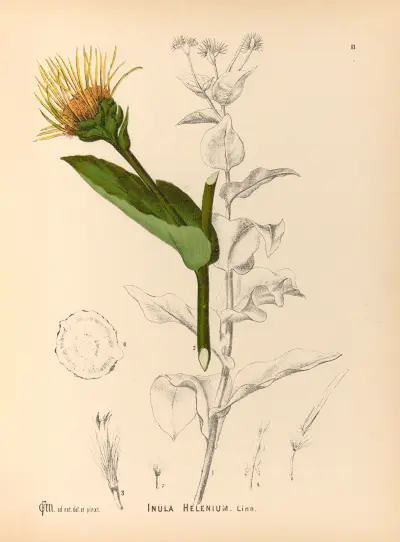Medicinal Plants Pl.174 av Charles Frederick Millspaugh