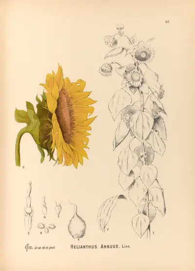 Medicinal Plants Pl.176 av Charles Frederick Millspaugh