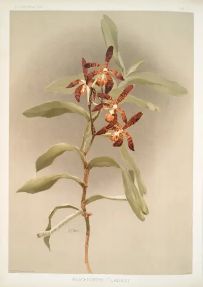 Arachnanthe clarkei. av Frederick Sander