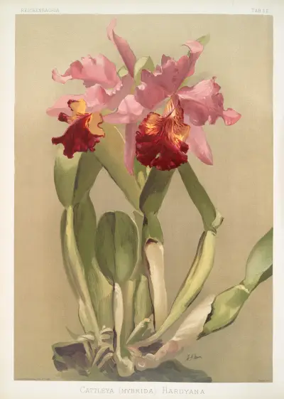 Cattleya (hybrida) hardyana. av Frederick Sander