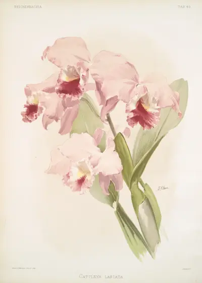 Cattleya labiata. av Frederick Sander