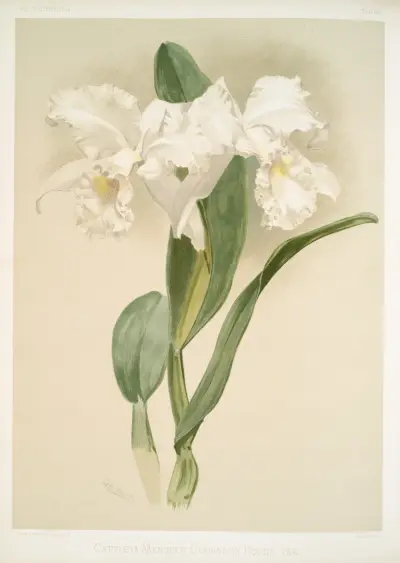 Cattleya mendelii quorndon house var. av Frederick Sander