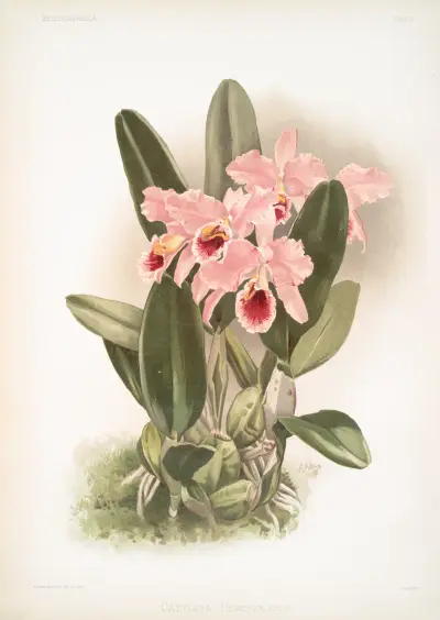 Cattleya Percivaliana. av Frederick Sander