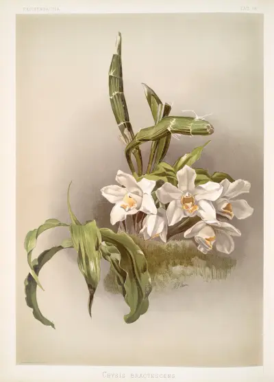 Chysis bractescens. av Frederick Sander
