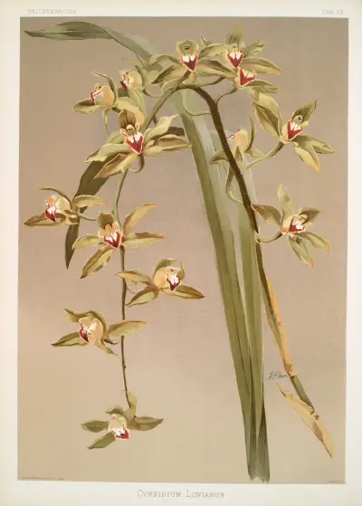 Cymbidium lowianum. av Frederick Sander