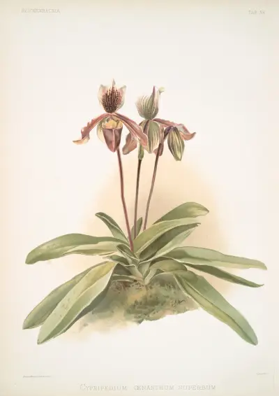 Cypripedium oenanthum superbum. av Frederick Sander