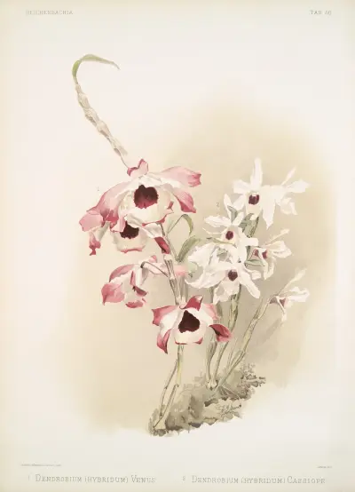 Dendrobium (hybridum) venus; Dendrobium (hybridum) cassiope., Frederick Sander