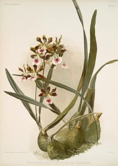 Epidendrum atro-purpureum var randianum. av Frederick Sander