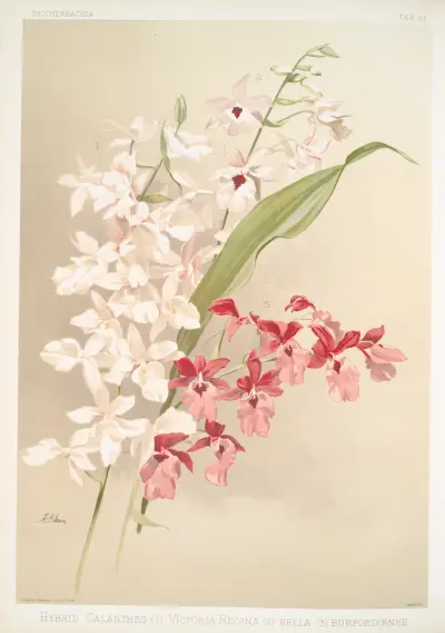 Hybrid calanthes (1) victoria regina (2) bella (3) burfordiense. av Frederick Sander