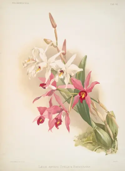 Laelia anceps Stella & Barkeriana. av Frederick Sander