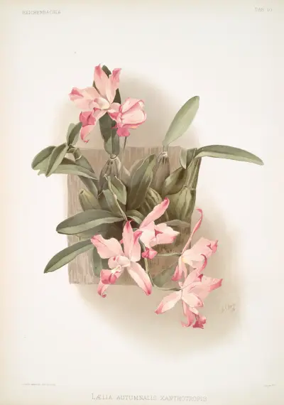 Laelia autumnalis xanthotropis. av Frederick Sander