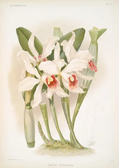 Laelia euspatha. av Frederick Sander