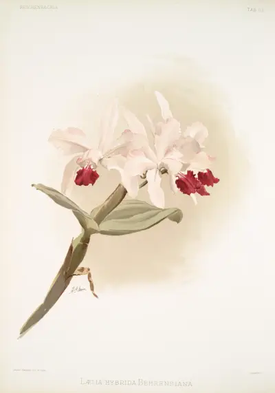 Lælia hybrida behrensiana. av Frederick Sander