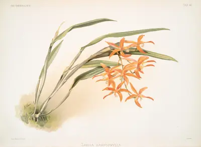 Laella harpophylla. av Frederick Sander