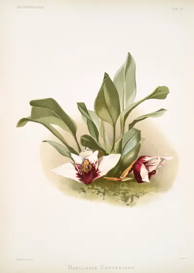 Maxillaria sanderiana. av Frederick Sander