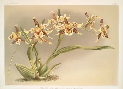 Odontoglossum Hallii xanthoglossum. av Frederick Sander