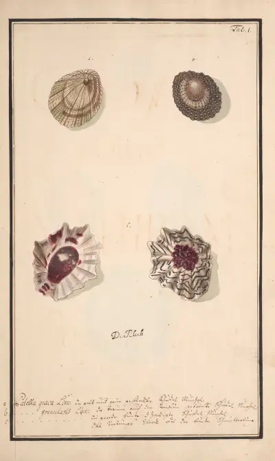 Conchylia picta ad naturam a pictore academico Pl.001 av Andreas Friedrich Happe