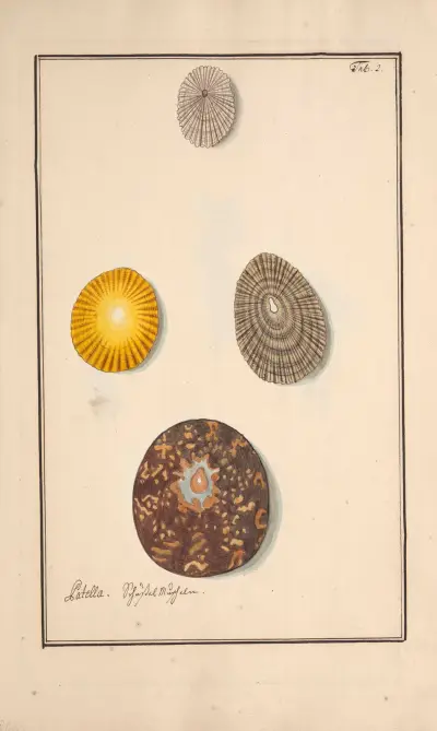 Conchylia picta ad naturam a pictore academico Pl.002 av Andreas Friedrich Happe