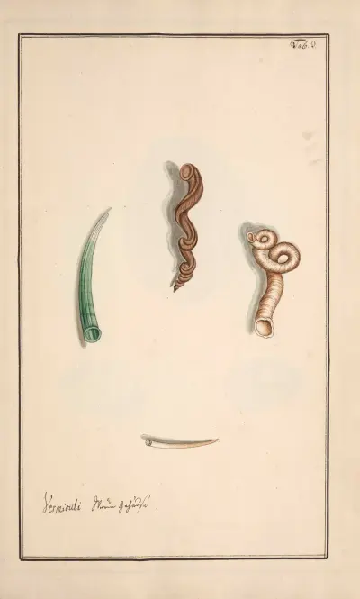 Conchylia picta ad naturam a pictore academico Pl.003 av Andreas Friedrich Happe