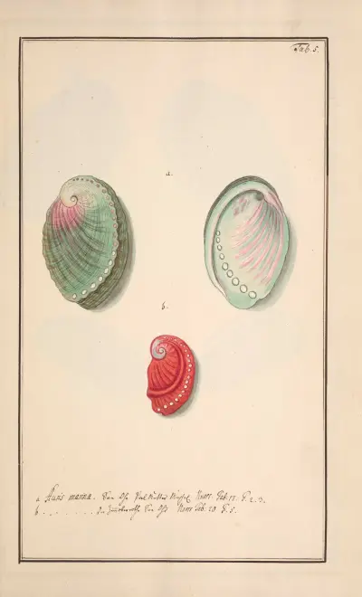 Conchylia picta ad naturam a pictore academico Pl.005 av Andreas Friedrich Happe