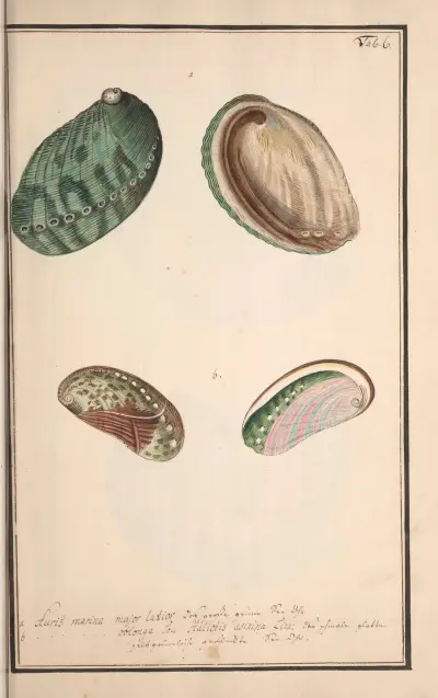 Conchylia picta ad naturam a pictore academico Pl.006 (Målade snäckor efter naturen av en akademisk målare, plansch 6) av Andreas Friedrich Happe