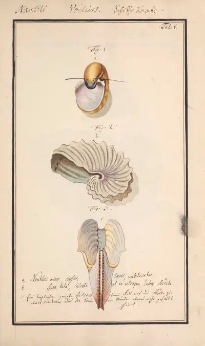 Conchylia picta ad naturam a pictore academico Pl.008 av Andreas Friedrich Happe