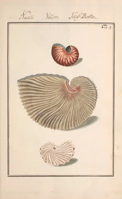 Conchylia picta ad naturam a pictore academico Pl. 009 von Andreas Friedrich Happe