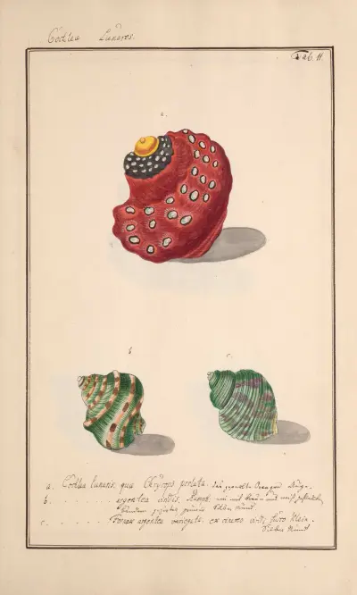 Conchylia picta ad naturam a pictore academico Pl.011 av Andreas Friedrich Happe
